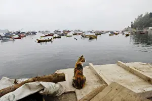 A cat is pictured near unused fishing boats at Caleta Infiernillo, a small fishing