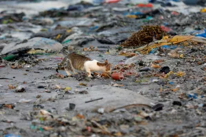 Environment Prints: A cat is pictured among plastic waste at a fishermen port on the outskirts of Dakar