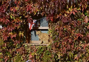 A cat is seen on the window sill of a vine-covered cottage near Helperby