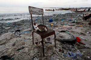 Environment Prints: A cat sits on a chair at a fishermen port on the outskirts of Dakar