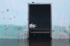 Latam Prints: A cat sits inside a flooded building in Asuncion