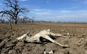 Images Dated 2016 July: A cattle carcass is pictured on the Agropil ranch as the Pilcomayo river faces its worst