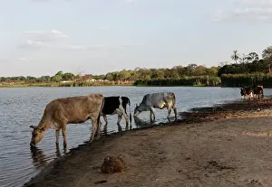 Cattle drink water at the Guapomo dam in San Ignacio de Velasco