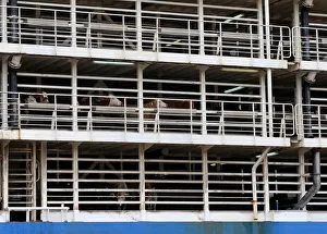Cattle are seen on the NADA vessel in the port of Santos