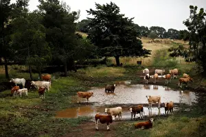 Mideast Prints: Cattle can be seen near the Israeli side of the border with Syria in the Israeli-occupied