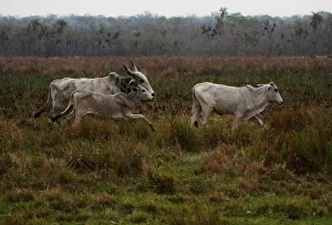 Bolivia Prints: Cattle are seen in Santa Teresita, Charagua
