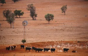 Prints of Cattle walk past an empty dam and old windmill in a drought-affected paddock on a property located west of the town of Gunnedah, located in the north-west of New South Wales in Australia, June 8 Australia Prints: Cattle walk past an empty dam and old windmill in a drought-affected paddock on a