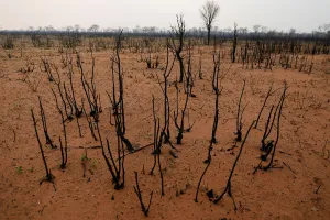Bolivia Prints: Charred trees are pictured near Robore
