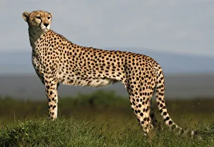 Africa Prints: A cheetah observes on the plains of Masai Mara game reserve