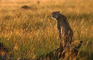 Animal Prints: A cheetah observes the plains in Masai Mara game reserve