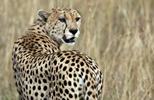 Africa Prints: A cheetah observes the plains in Masai Mara game reserve