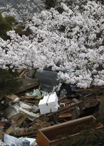 Japan Prints: Cherry blossoms in full bloom are seen at an area devastated by the March 11 earthquake