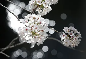 Japan Prints: Cherry blossoms in full bloom are seen in Tokyo