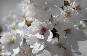 Japan Prints: Cherry blossoms in full bloom are seen in Tokyo