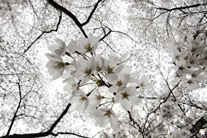 Cherry trees bloom during the National Cherry Blossom Festival along the Tidal Basin