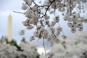 Cherry trees bloom in view of the Washington Monument during the National Cherry Blossom Cherry trees bloom in view of the Washington Monument during the National Cherry Blossom