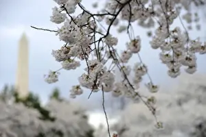 Cherry trees bloom in view of the Washington Monument during the National Cherry Blossom