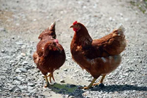 Prints of Chickens walk beside the road in Reitham near Warngau, Germany April 27, 2018. REUTERS/Michael Dalder Global Prints: Chickens walk beside the road in Reitham near Warngau