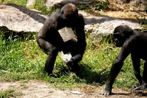 Prints of A chimpanzee eats matza, a traditional unleavened bread eaten during the upcoming Jewish holiday of Passover, in the Ramat Gan Safari Zoo, near Tel Aviv, Israel March 27, 2018. REUTERS/ Amir Cohen Israel Prints: A chimpanzee eats matza, a traditional unleavened bread eaten during the upcoming Jewish