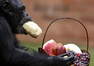 A chimpanzee eats a pineapple after receiving a Christmas basket at Rio de Janeiros zoo
