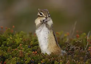 A chipmunk is seen eating on a dwarf stone pine at Mount Asahi in Higashikawa town