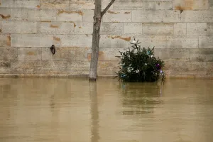 France Prints: A Christmas tree next to a tree is seen on the flooded banks of the River Seine in Paris