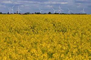 Agriculture Prints: Church and windmills of the village of Saint-Hilaire-Lez-Cambrai are seen behind a