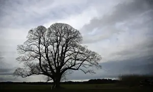 Weather Prints: Clouds surround an autumnal tree on a rainy day near Holzkirchen