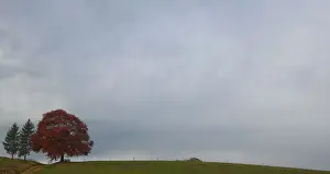 Weather Prints: Clouds surround an autumnal tree on a rainy day near Holzkirchen