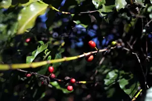 Coffee Prints: Coffee cherries are seen in a plantation in the town of Sao Joao da Boa Vista