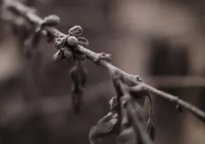 Guatemala Prints: Coffee plants, covered in ash after the eruption of the Fuego volcano