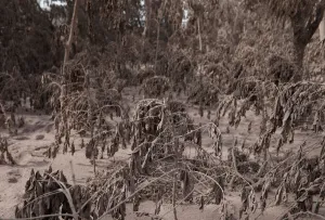 Guatemala Prints: Coffee plants, covered in ash after the eruption of the Fuego volcano