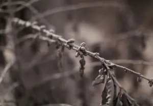 Guatemala Prints: Coffee plants, covered in ash after the eruption of the Fuego volcano