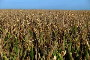 Argentina Prints: A corn field is seen in a drought-affected farm near Chivilcoy