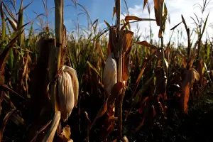 Argentina Prints: Corn plants are seen in a drought affected farm near Chivilcoy