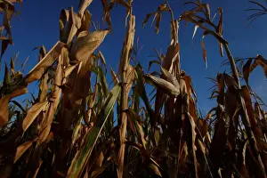 Argentina Prints: Corn plants are seen in a drought-affected farm near Chivilcoy