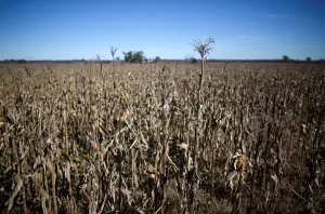 Argentina Prints: Corn plants are seen in a farm in Lujan, on the outskirts of Buenos Aires