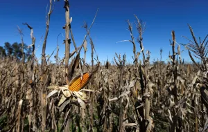 Argentina Prints: Corn plants are seen in a farm in Lujan, on the outskirts of Buenos Aires
