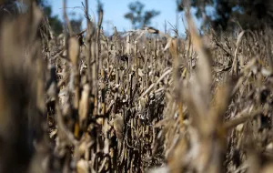 Argentina Prints: Corn plants are seen in a farm in Lujan, on the outskirts of Buenos Aires