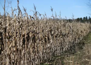 Argentina Prints: Corn plants are seen in a farm in Lujan, on the outskirts of Buenos Aires