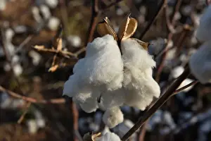 Cotton Prints: A cotton plant that was left unharvested is seen in a field near Wakita, Oklahoma