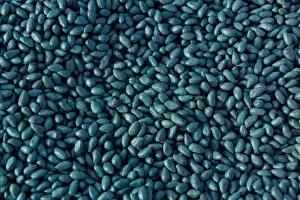 Cotton Prints: Cotton seeds that have been coated with a seed treatment wait to be planted near Wakita