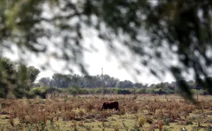 Argentina Prints: A cow grazes in a farm near Ceres