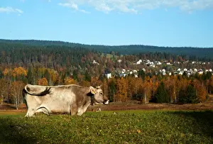 Swiss Prints: A cow grazes in a field on a sunny autumn day in the Valley de Joux near Le Chenit