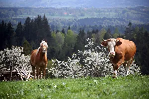 A cow and a horse stand on a field in Warngau
