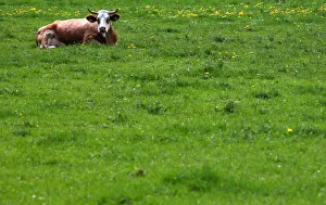 Prints of A cow lies on a field in Warngau, Germany April 23, 2018. REUTERS/Michael Dalder Global Prints: A cow lies on a field in Warngau