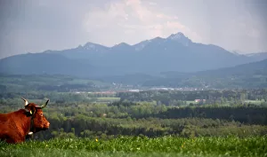 Agriculture Prints: A cow lies on a field in Warngau