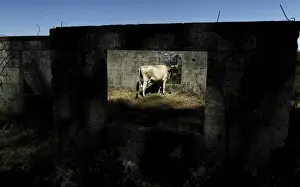 A cow is seen in an abandoned house in the village of Rancho Redondo near of San Jose