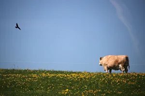 Prints of A cow stands in a field in Reitham near Warngau, Germany April 27, 2018. REUTERS/Michael Dalder Global Prints: A cow stands in a field in Reitham near Warngau