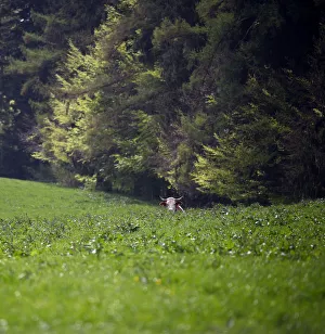 Prints of A cow stands on a field on top of the Taubenberg mountain near Warngau, Germany April 23, 2018. REUTERS/Michael Dalder Global Prints: A cow stands on a field in Warngau